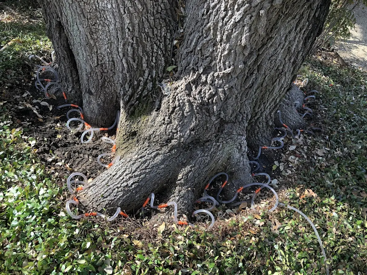 Detailed Tree Cabling and Bracing job site in Spruce Creek